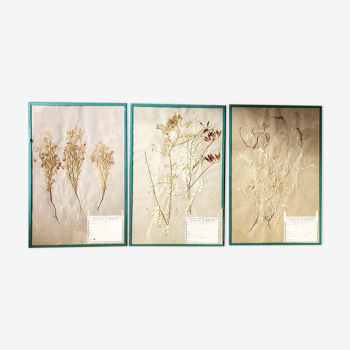 Herbarium A.Brun planche d’herbier 1872