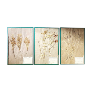 Herbarium A.Brun planche d’herbier