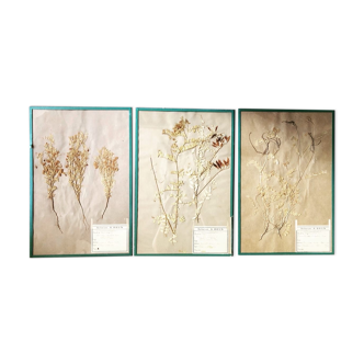 Herbarium A.Brun planche d’herbier 1872