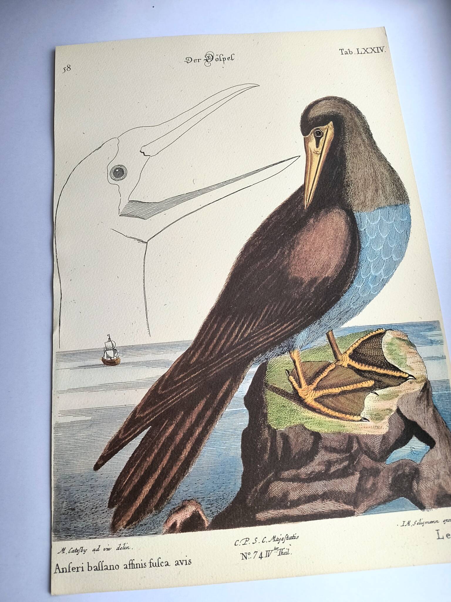 Antique bird engraving - The Fool - Zoological plate by Seligmann & Catesby