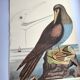 Antique bird engraving - The Fool - Zoological plate by Seligmann & Catesby