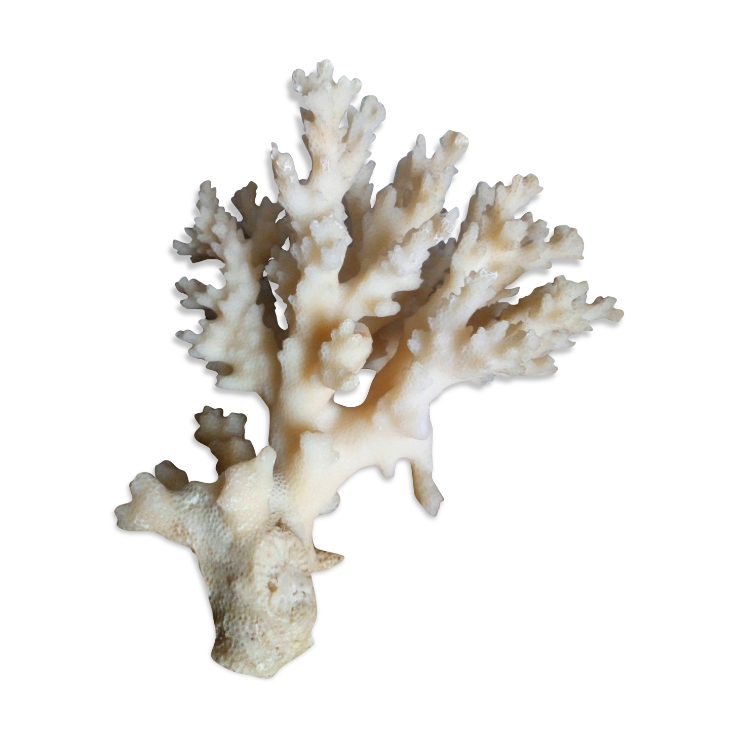 bouquet of ancient coral