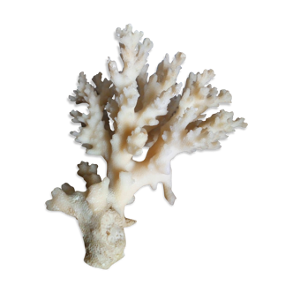 Bouquet de corail ancien