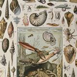 Lithograph on molluscs - 1900