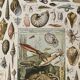 Lithograph on molluscs - 1900