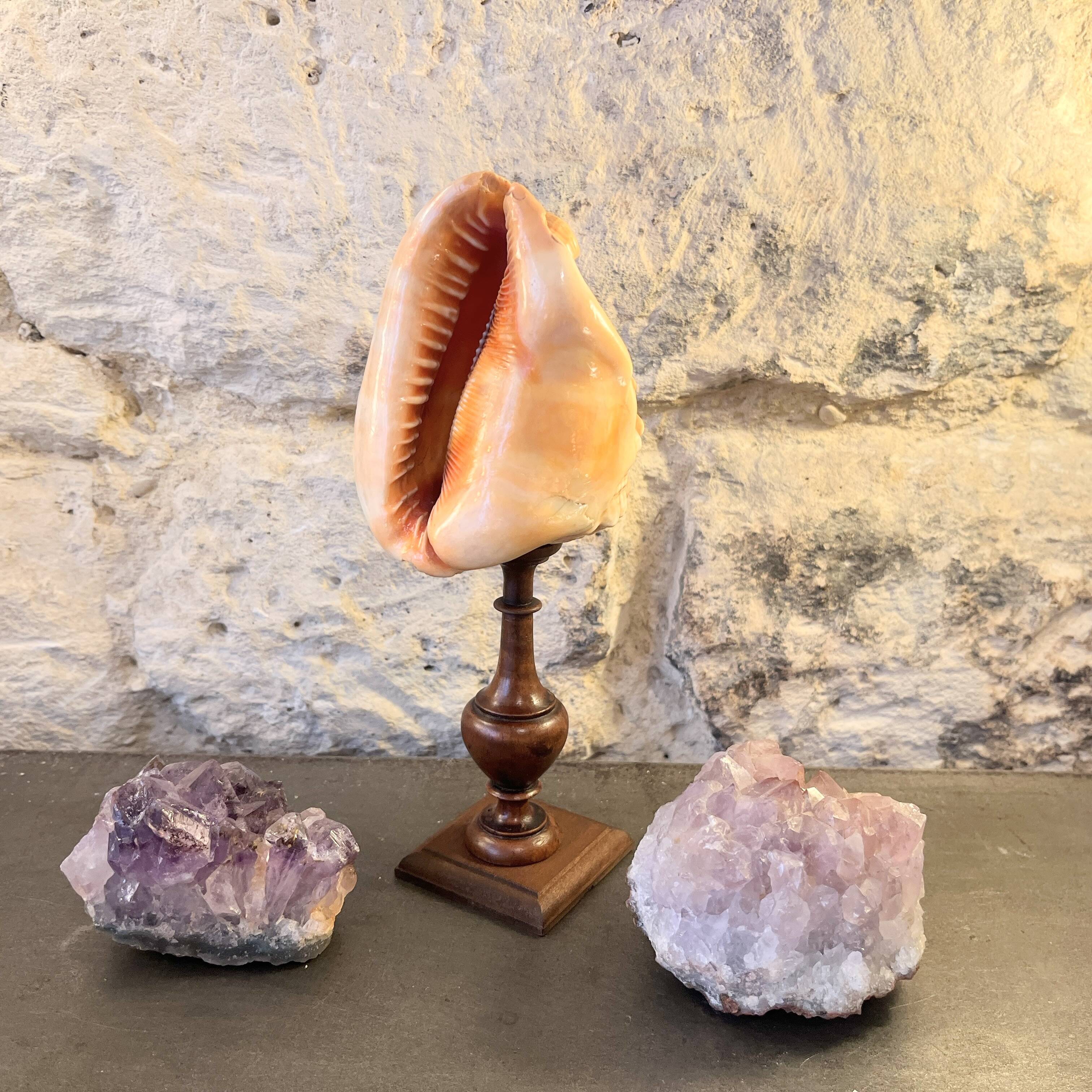 Red helmet shell conch on turned wooden base 19th century
