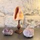 Red helmet shell conch on turned wooden base 19th century