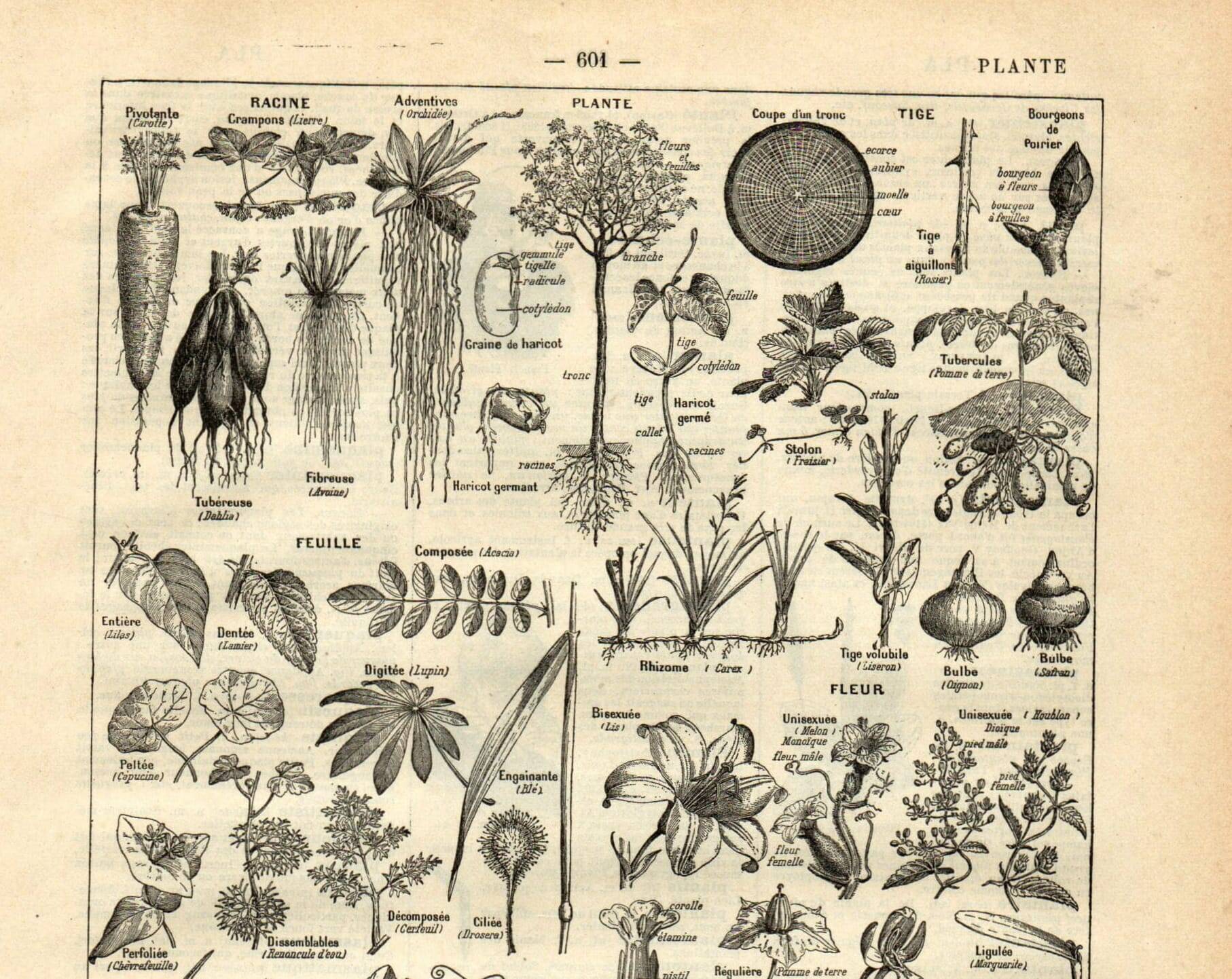 Old engraving from 1923 - Botany - Plant morphology by A. Millot