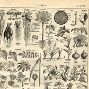 Gravure ancienne de 1923 - Botanique - Morphologie végétale par A. Millot