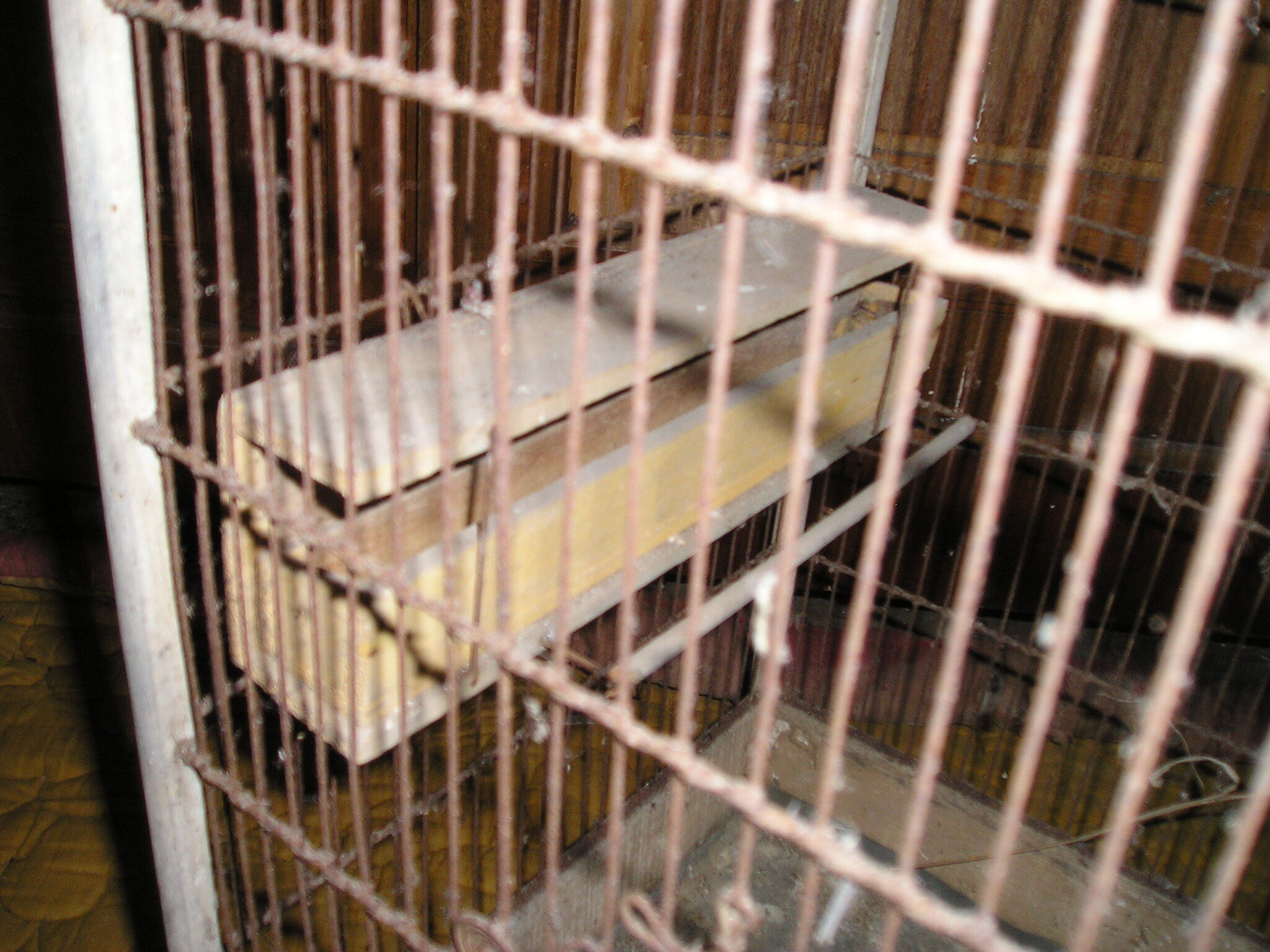 Old wooden bird cage