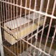 Old wooden bird cage