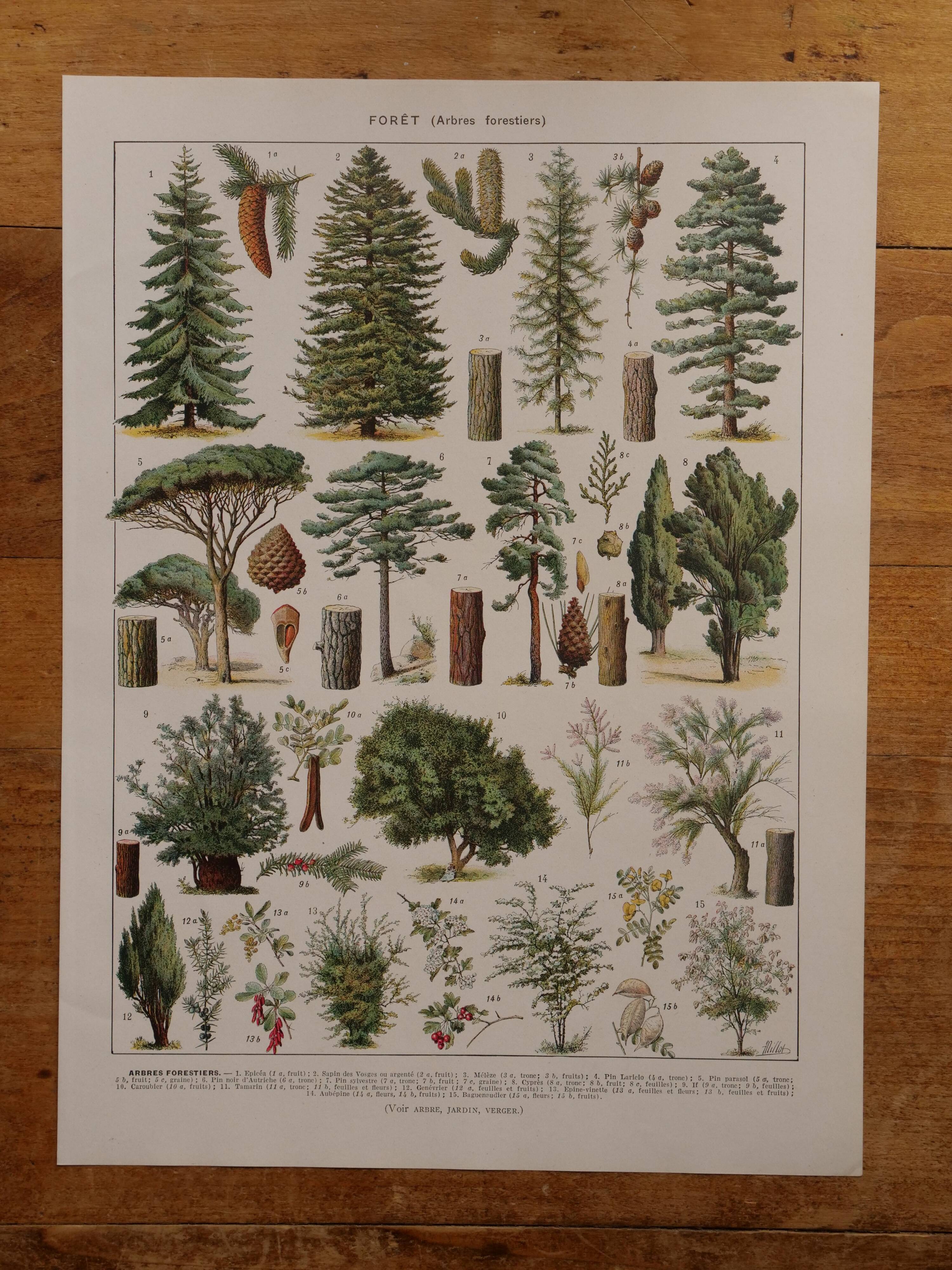 Original lithographs on forest and forest trees
