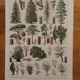 Original lithographs on forest and forest trees