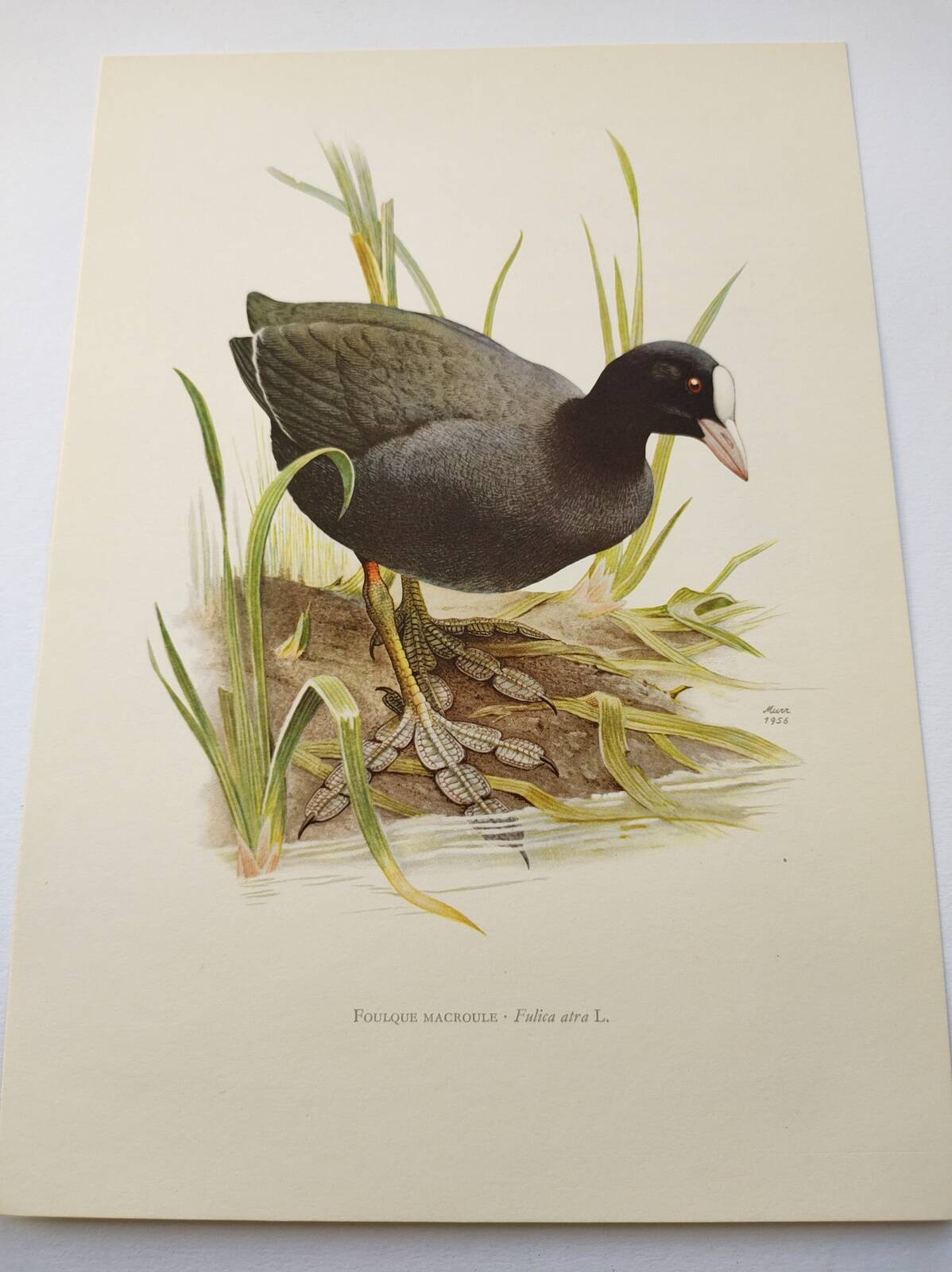 Planche oiseaux Années 1960 - Foulque Macroule - Illustration zoologique et ornithologique vintage