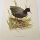 Planche oiseaux Années 1960 - Foulque Macroule - Illustration zoologique et ornithologique vintage