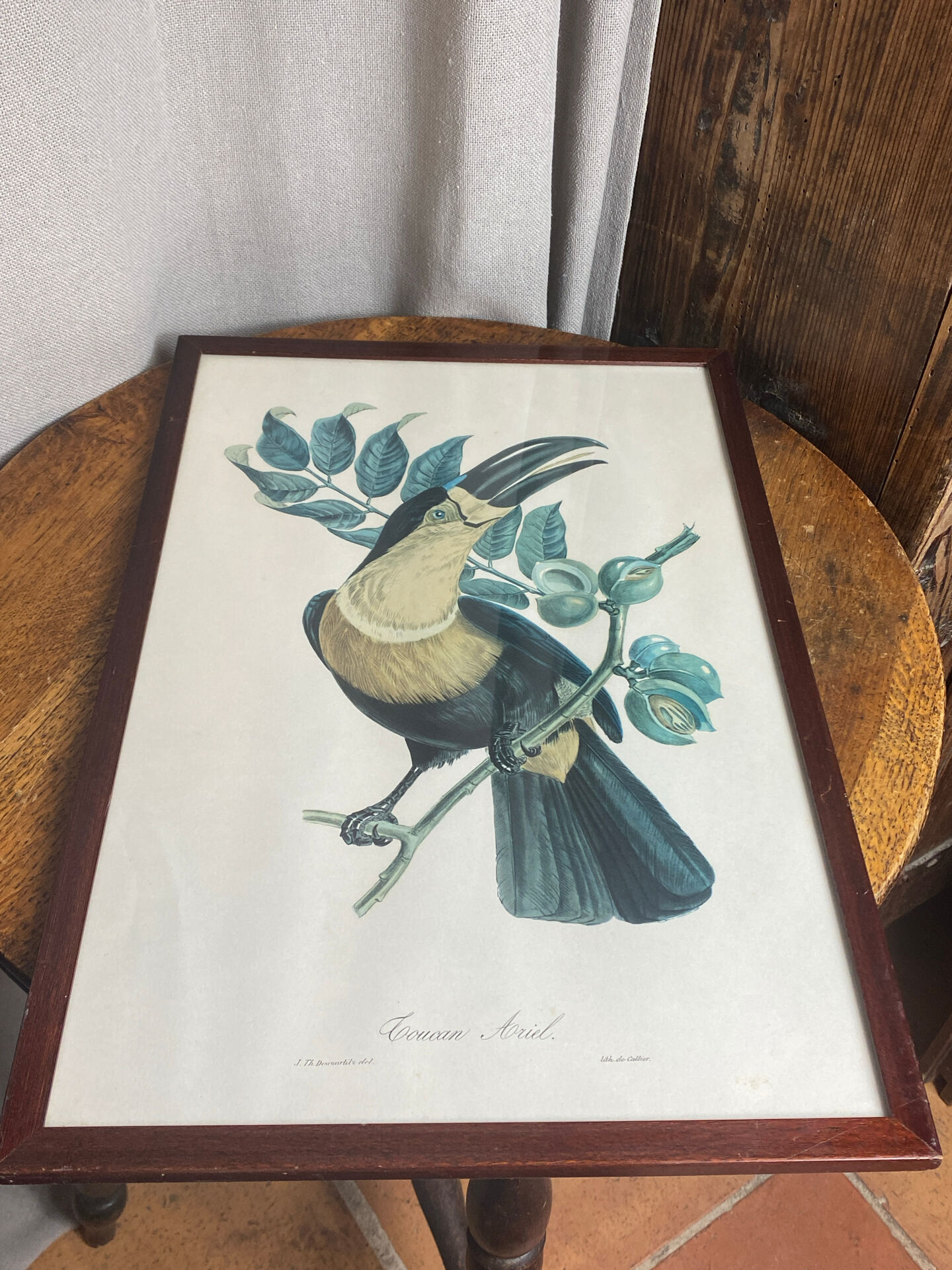 Gravure, Toucan Ariel, Descourtilz