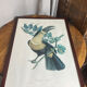 Gravure, Toucan Ariel, Descourtilz