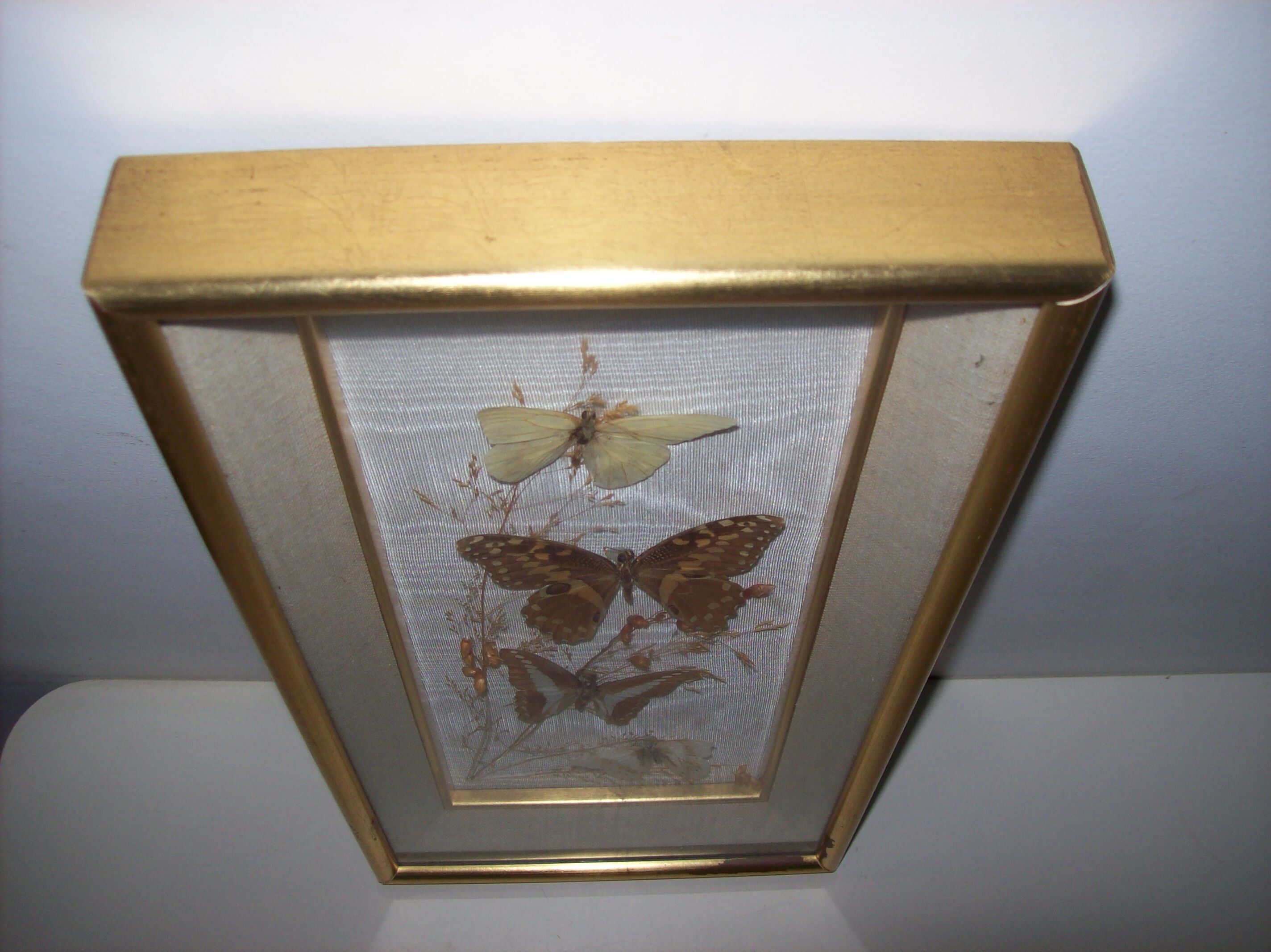 Butterfly stuffed under frame