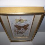 Butterfly stuffed under frame