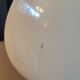 Gold and cream white saucer wall sconce