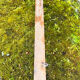 Antique coat rack in turned wood, 5 hooks