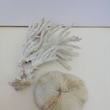 Corail coraux