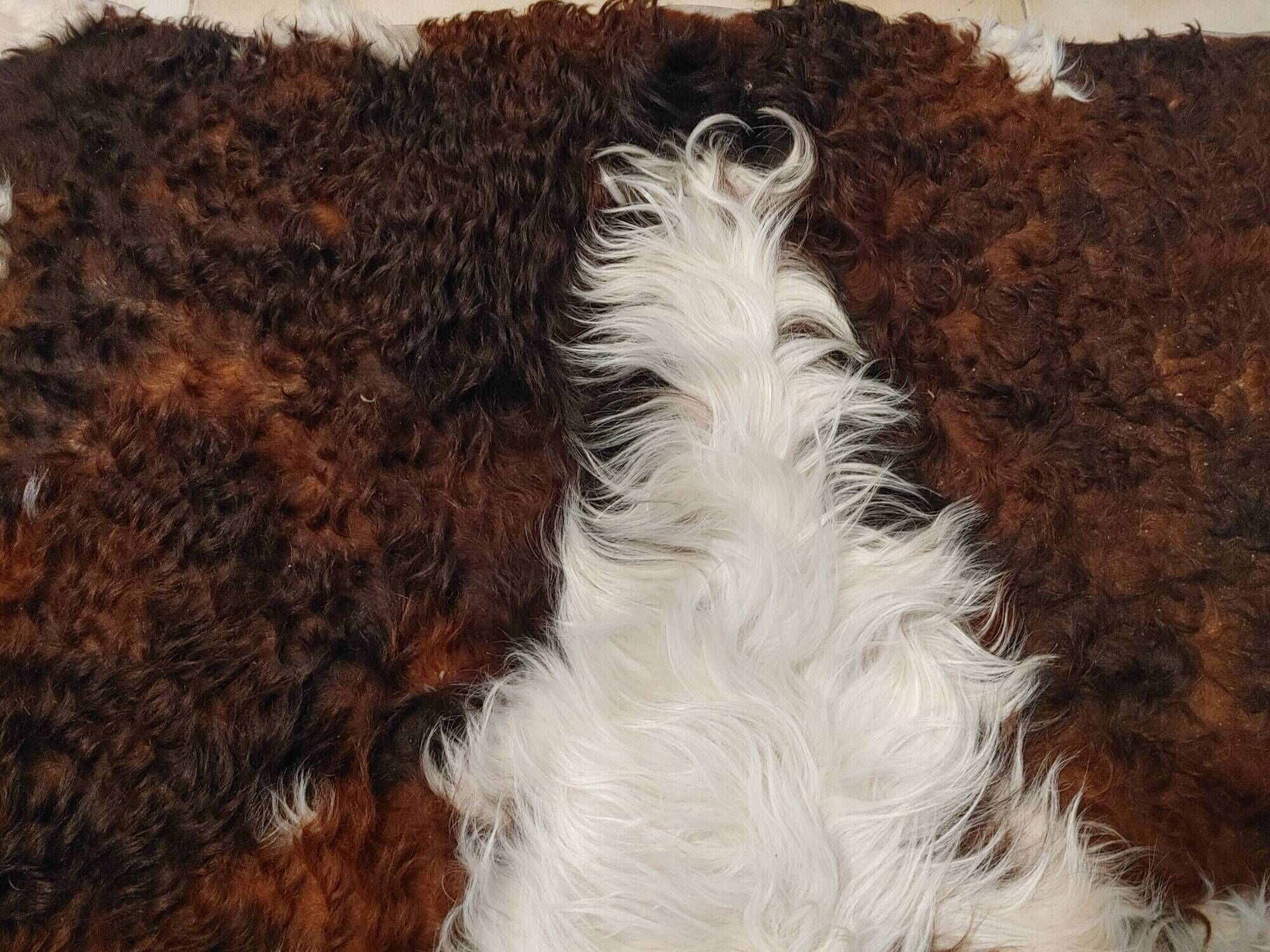 Rug, Large cowhide with fairly long hair - Vintage 70's Tannerie Barjols