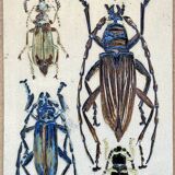 Bas relief painting / earth Beetle entomology A. Prudhomme Cabinet of curiosities