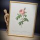Lithograph under frame Rosier Centfeuilles de Bordeaux