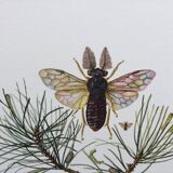 Antique illustration "insects", Vintage print from the 60s