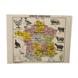 Vintage poster "Domestic animals"