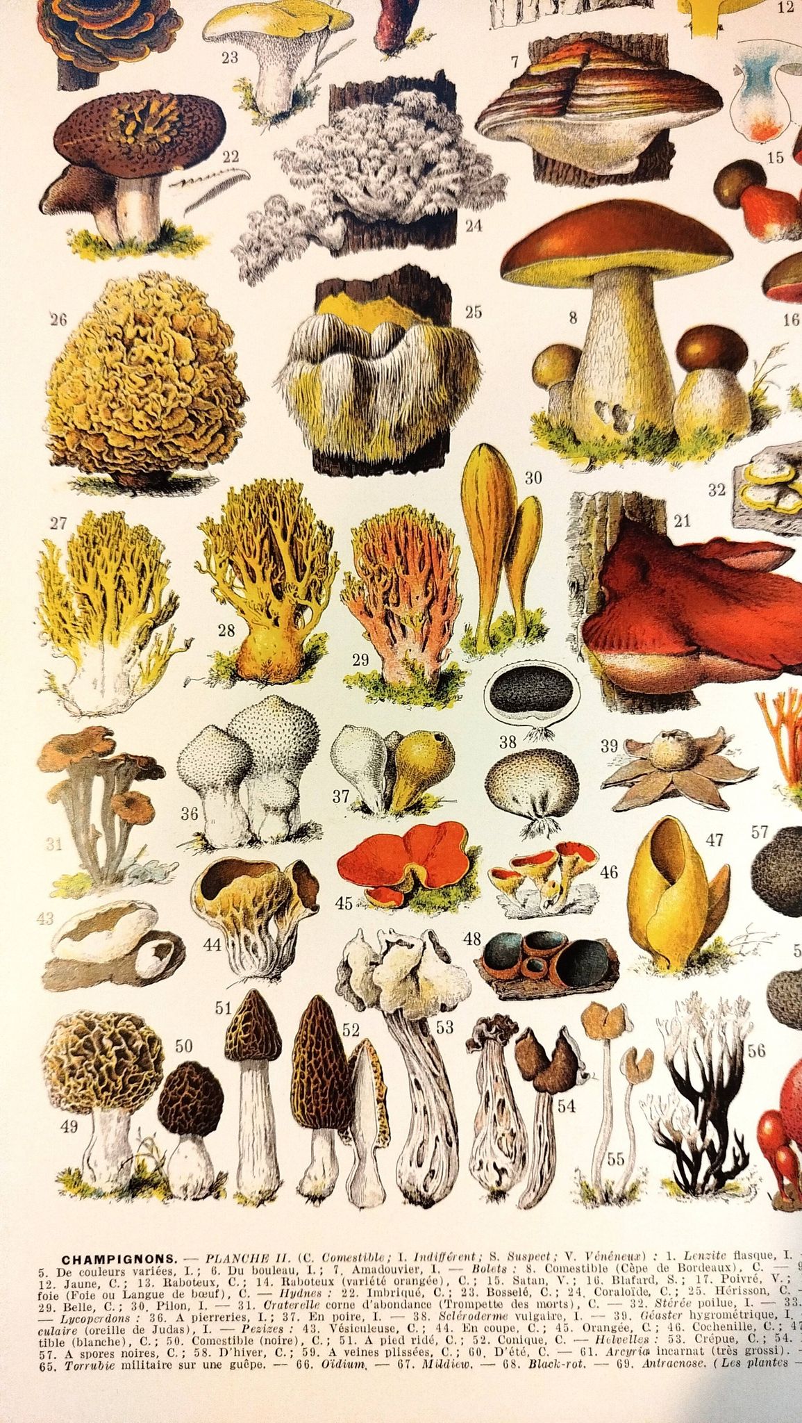 Poster on mushrooms "ceps", from a lithograph from 1928