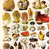 Poster on mushrooms "ceps", from a lithograph from 1928
