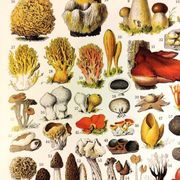 Poster on mushrooms "ceps", from a lithograph from 1928