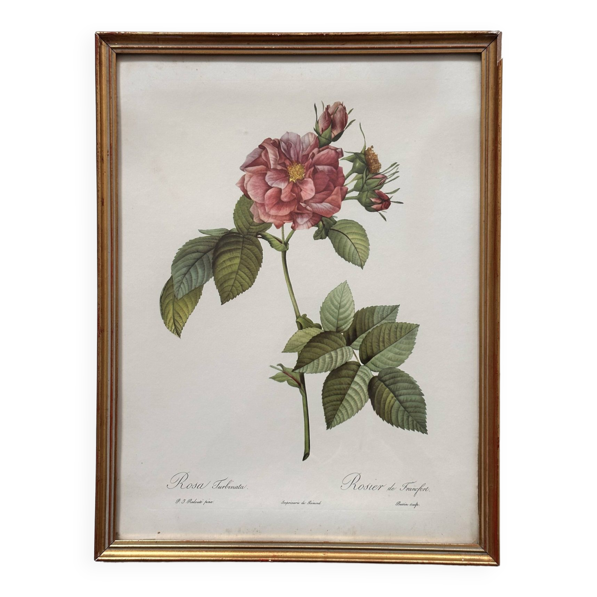 Vintage flower botanical frame