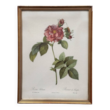 Vintage flower botanical frame