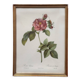 Cadre botanique fleur vintage