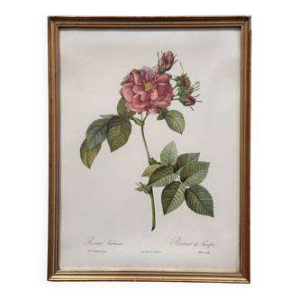 Vintage flower botanical frame