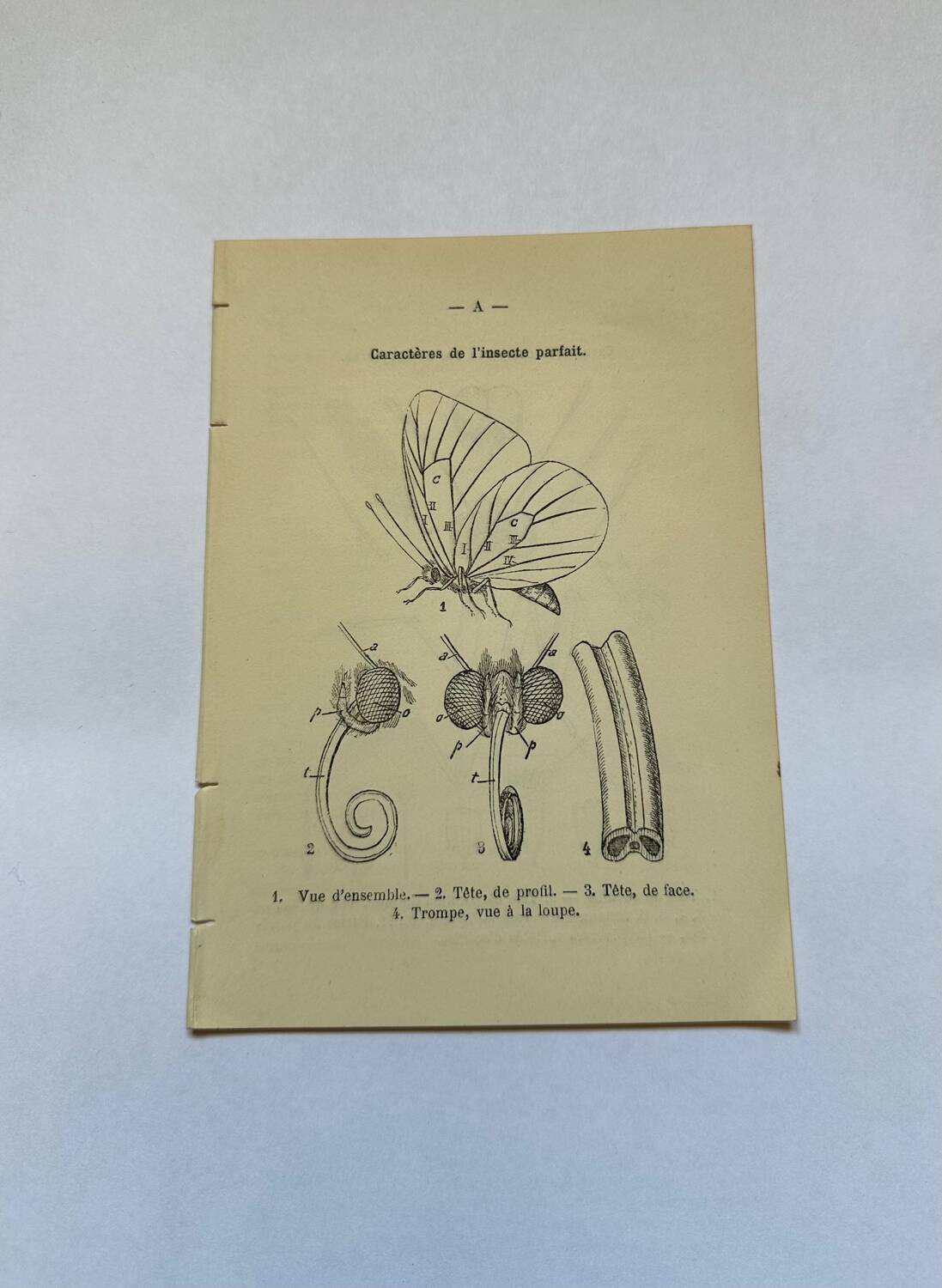 Botanical engraving butterflies double-sided naturalist plate Etching
