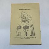 Botanical engraving butterflies double-sided naturalist plate Etching