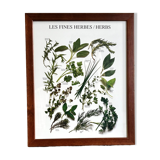 Framed botanical poster