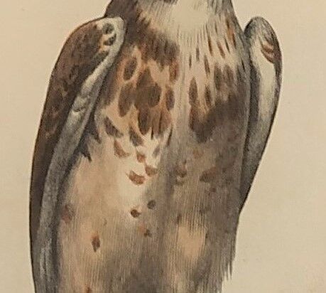 Ornithological board "Le Balbusard - Le Jean-le-Blanc" Buffon 1838