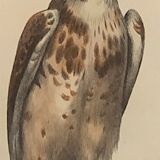 Ornithological board "Le Balbusard - Le Jean-le-Blanc" Buffon 1838