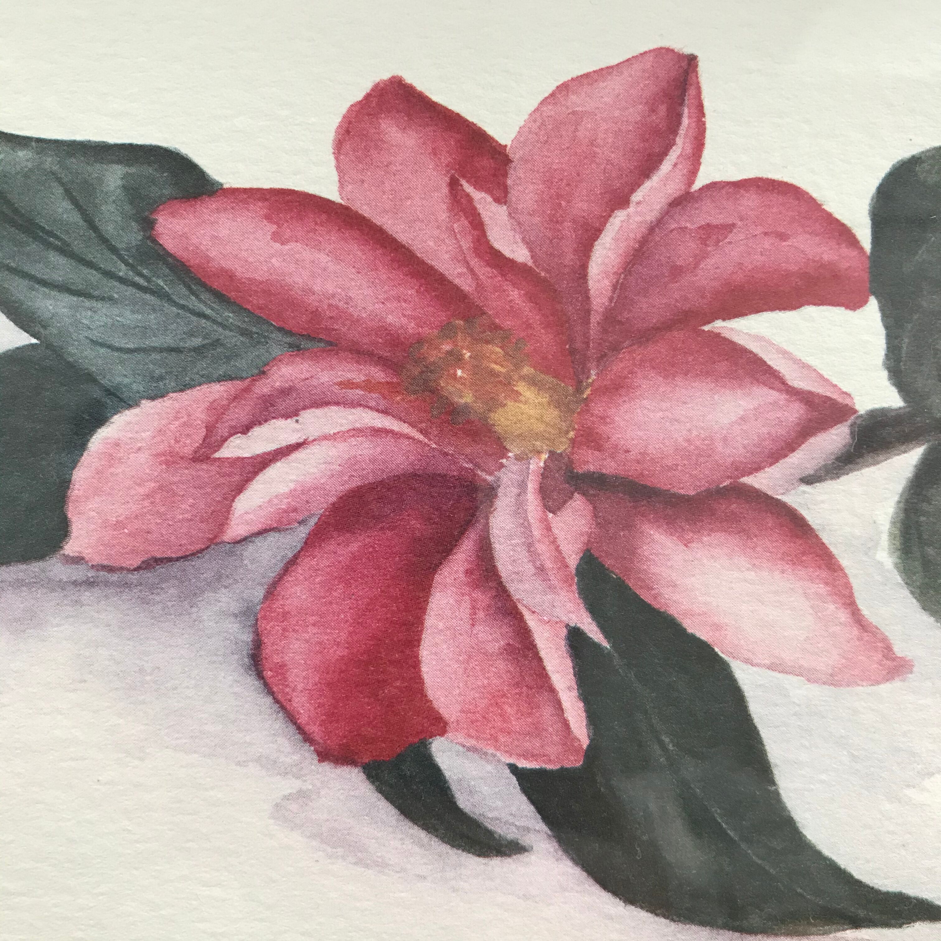 Original and signed botanical watercolour
