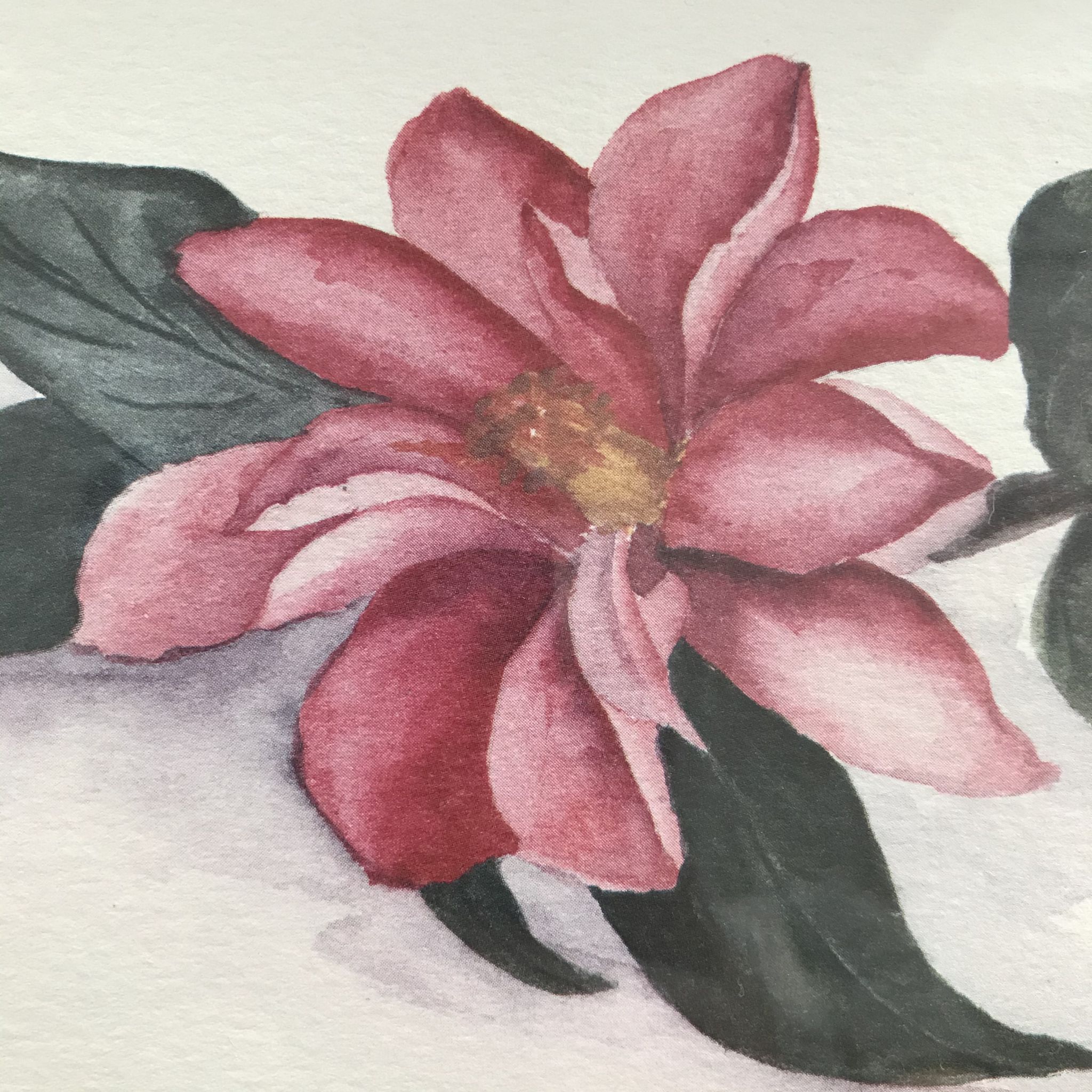 Aquarelle botanique originale et signée