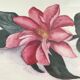 Aquarelle botanique originale et signée