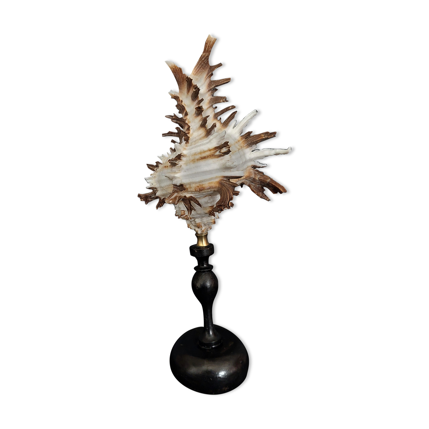 Cabinet of Curiosities shell hexaplex cichoreum on base
