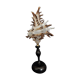 Cabinet of Curiosities shell hexaplex cichoreum on base