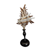Cabinet of Curiosities shell hexaplex cichoreum on base