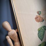 Litho Rosier Duchesse Orléans